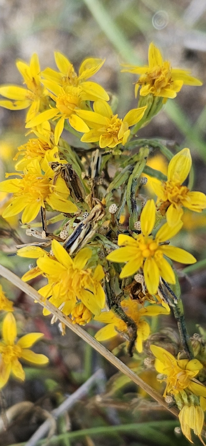 Pectis papposa var. papposa
