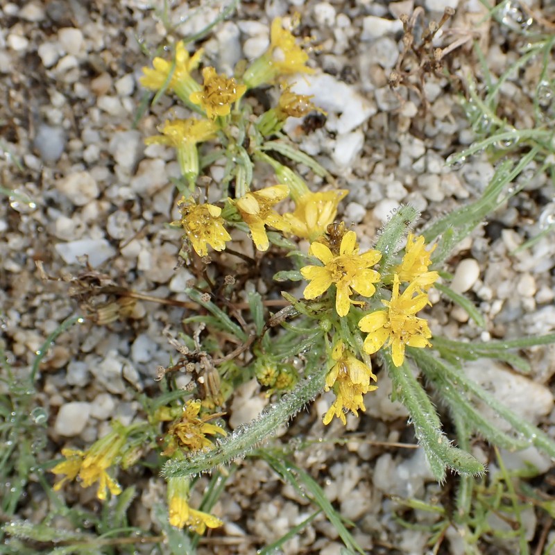 Pectis papposa var. papposa photo 2