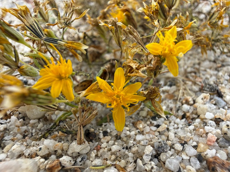 Pectis papposa var. papposa photo 3