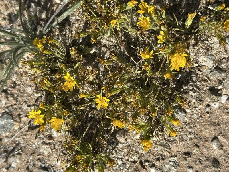 Pectis papposa var. papposa photo 4