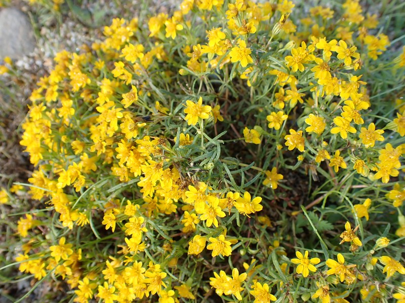 Pectis papposa var. papposa photo 5
