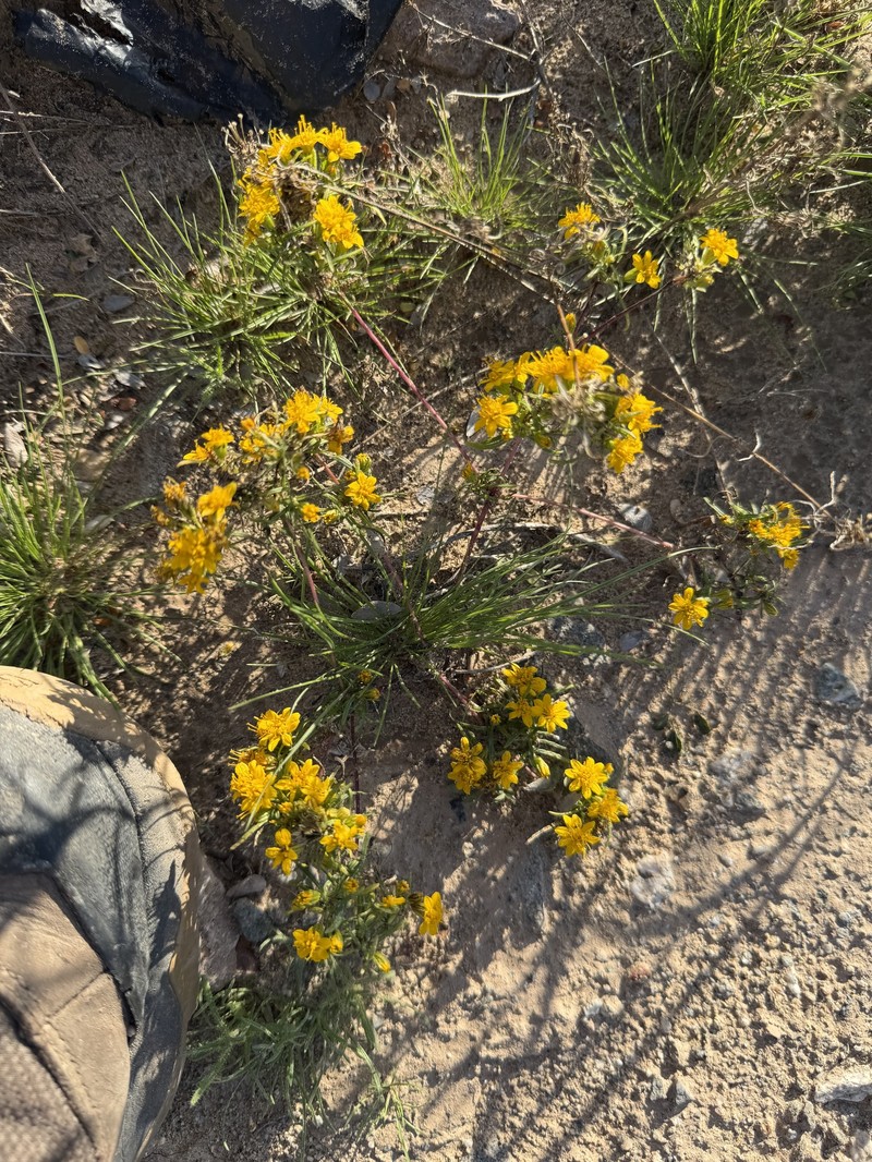 Pectis papposa var. papposa photo 7