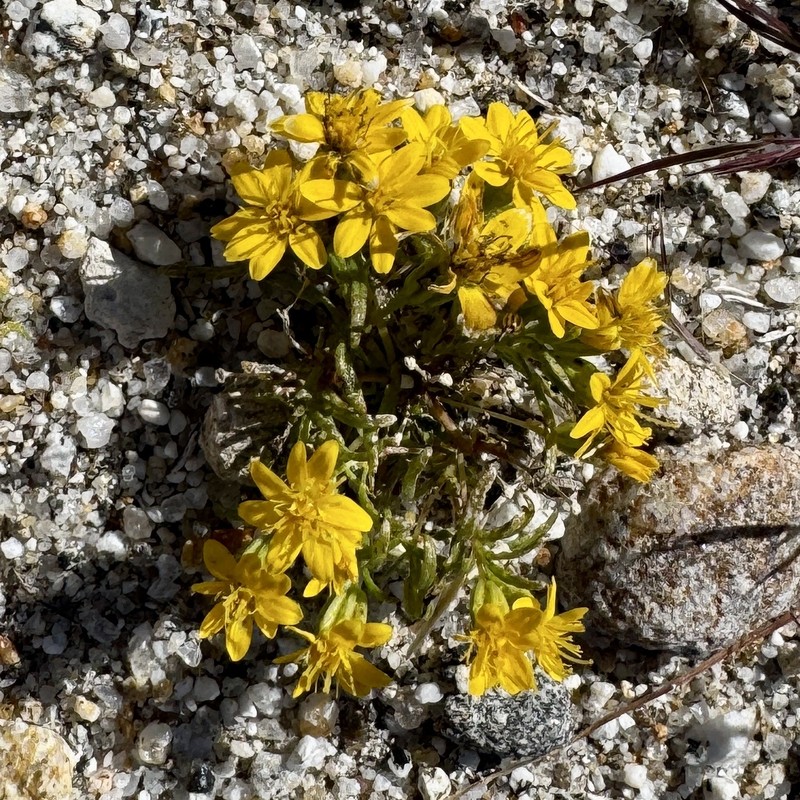 Pectis papposa var. papposa photo 8