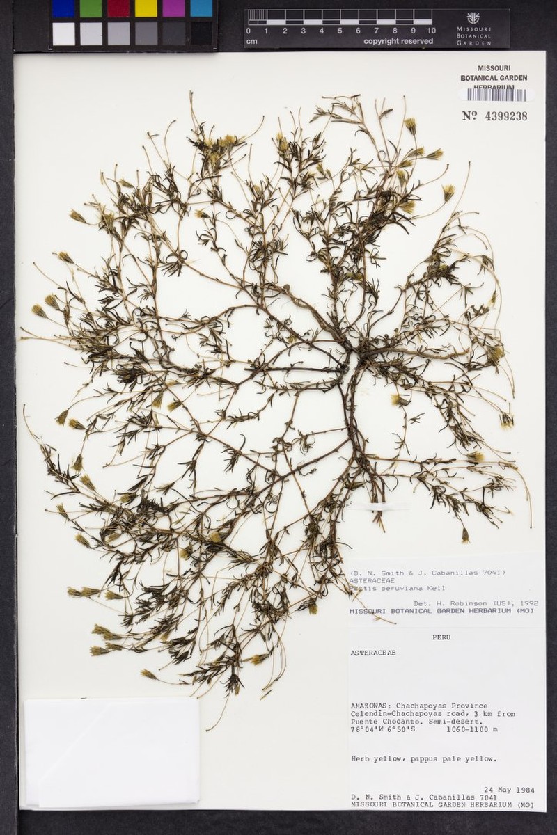 Pectis peruviana photo 2