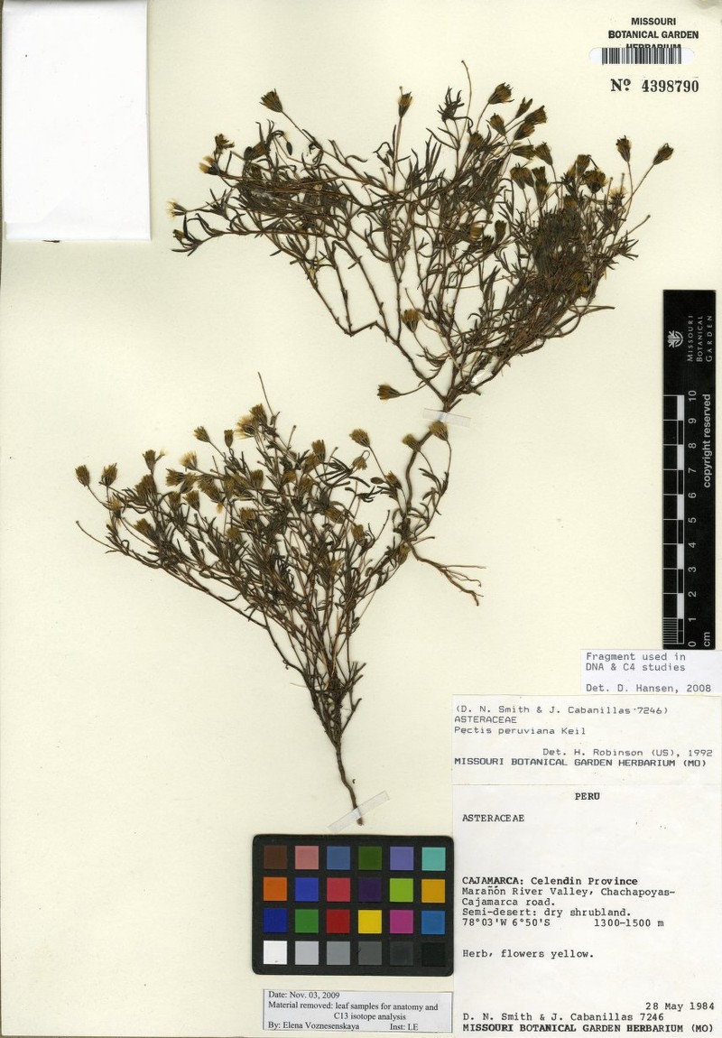 Pectis peruviana photo 3