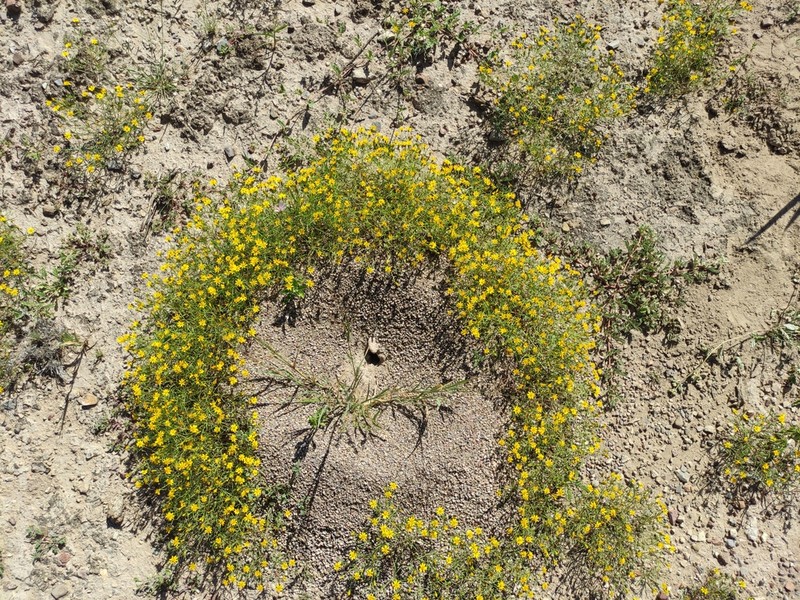 Pectis pringlei
