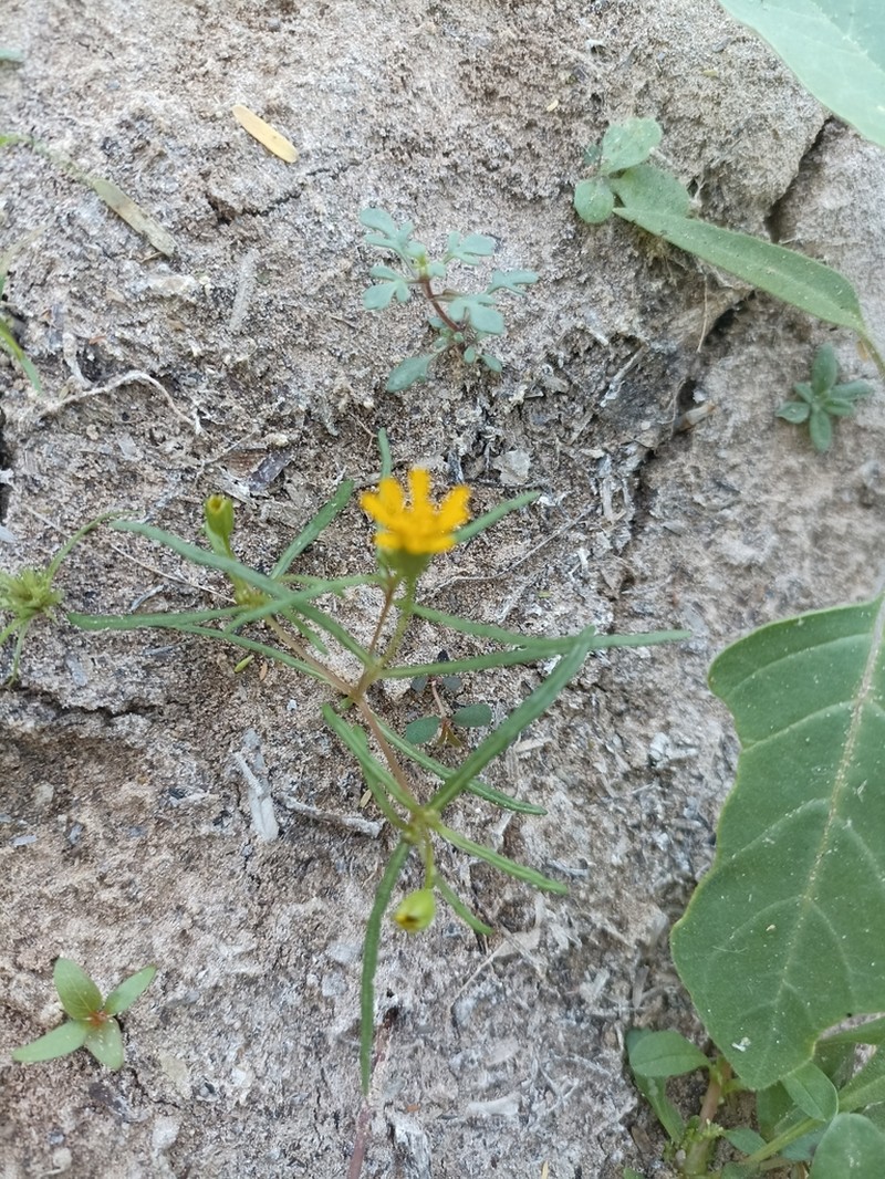 Pectis pringlei photo 2