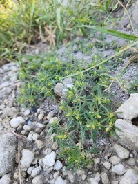 Spreading Chinchweed