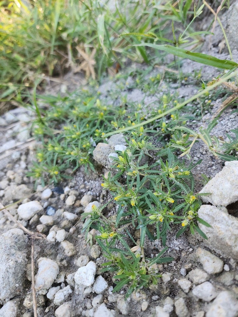 Spreading Chinchweed