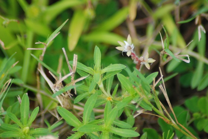 Spreading Chinchweed photo 2