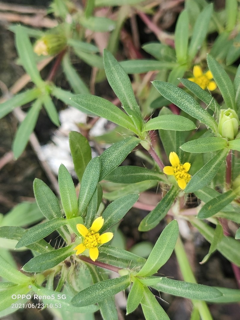 Spreading Chinchweed photo 3