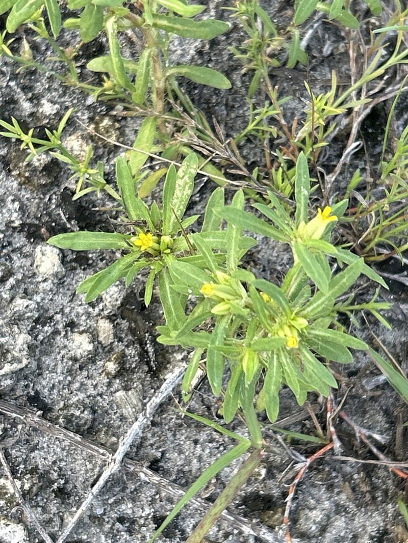 Spreading Chinchweed photo 4