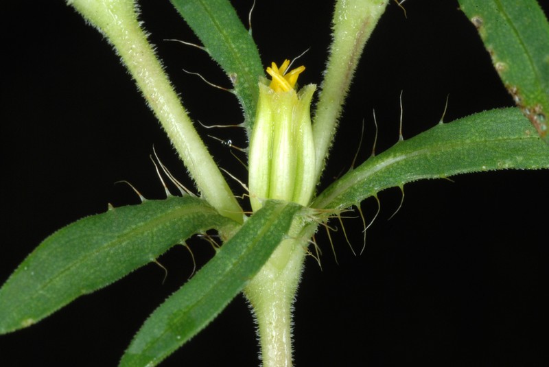 Spreading Chinchweed photo 6