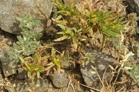 Pectis pumila