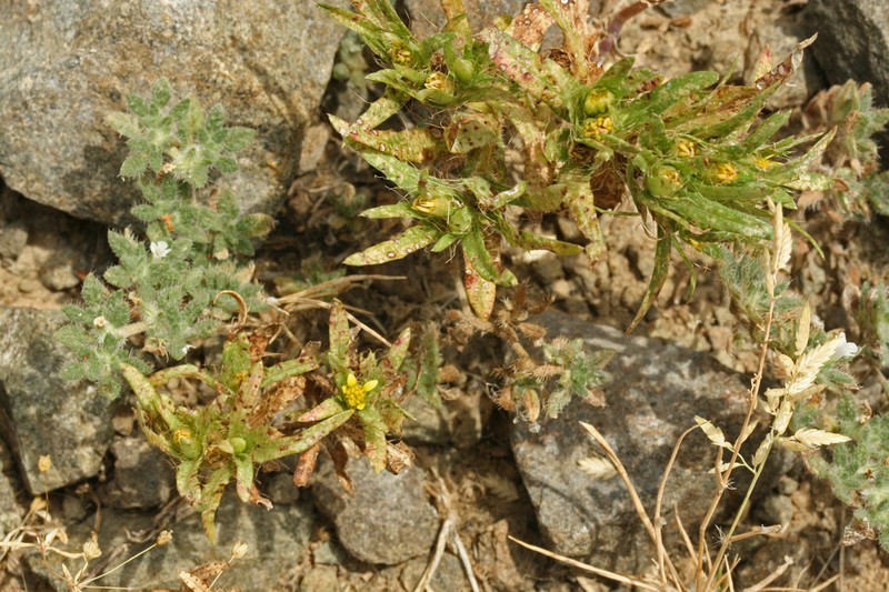 Pectis pumila