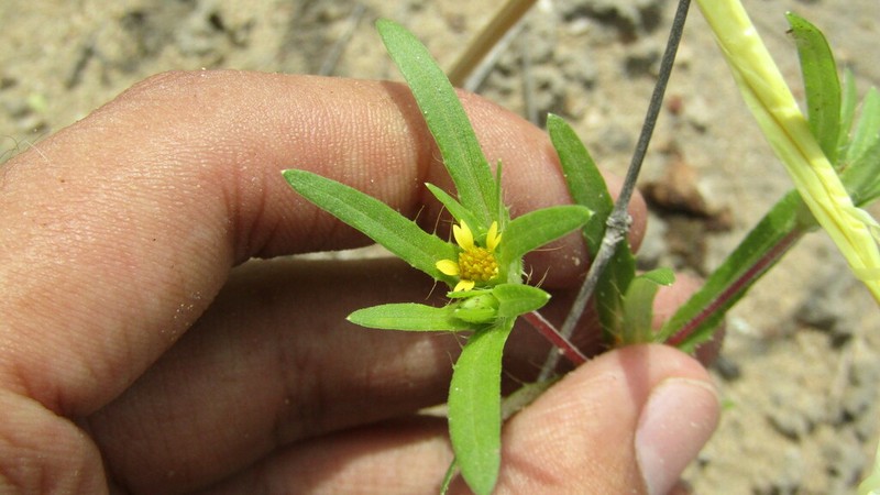 Pectis pumila photo 2