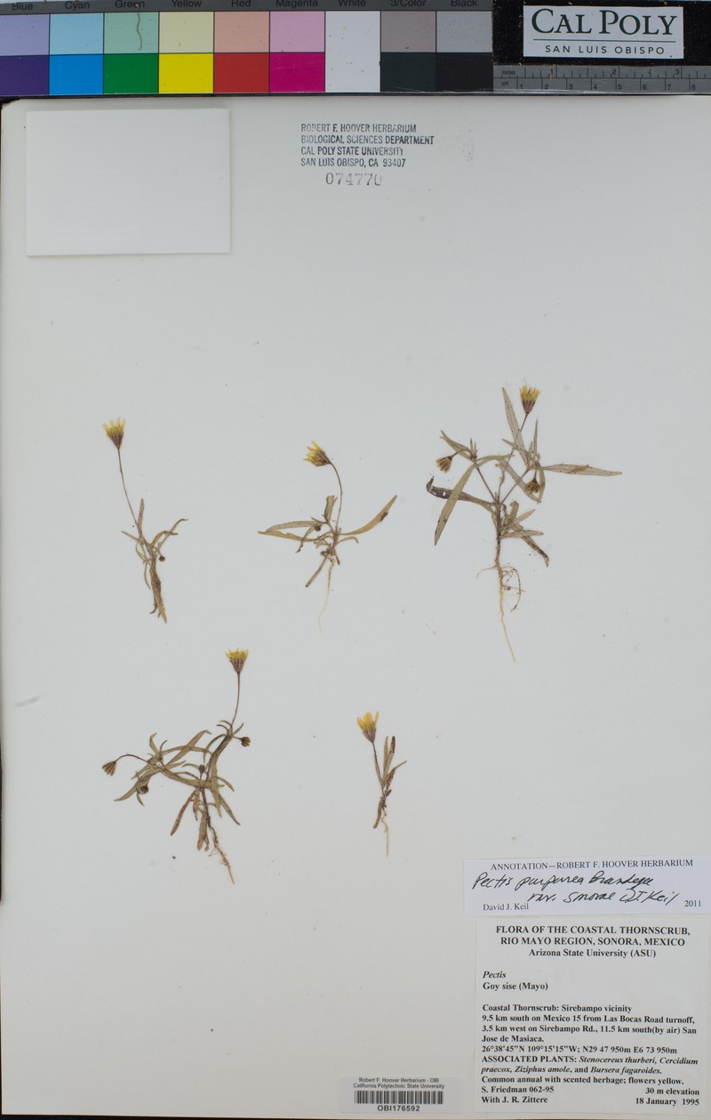 Pectis purpurea var. sonorae