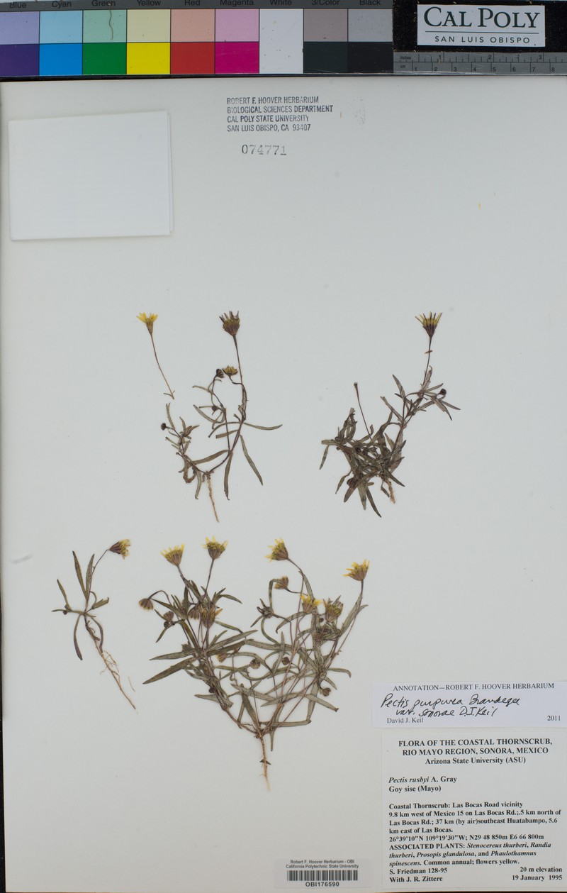 Pectis purpurea var. sonorae photo 2