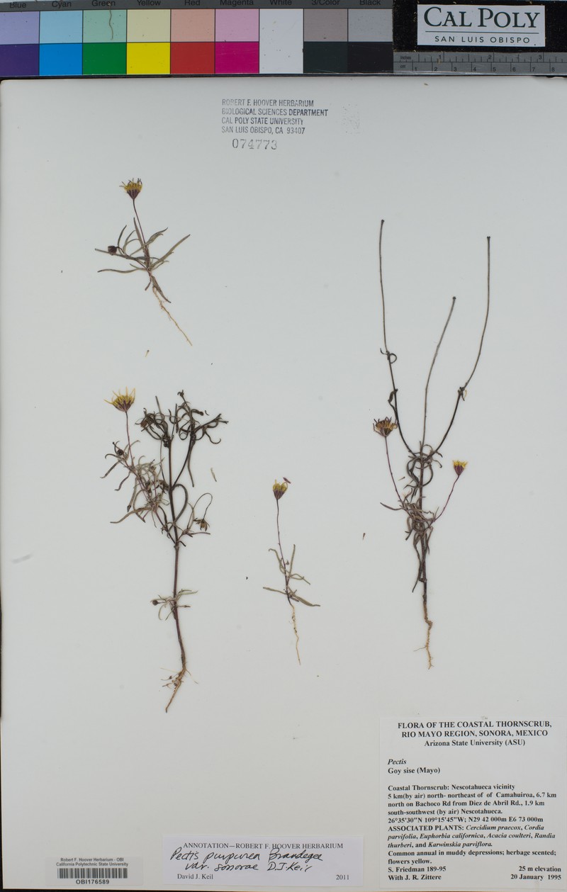 Pectis purpurea var. sonorae photo 3