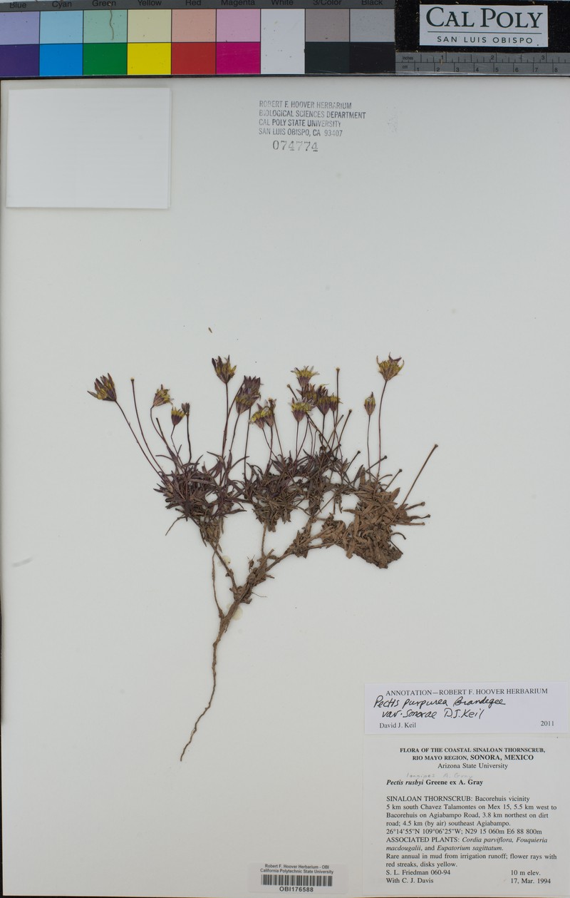 Pectis purpurea var. sonorae photo 4
