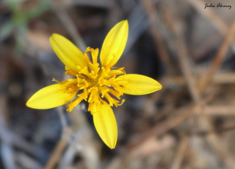 Pectis repens