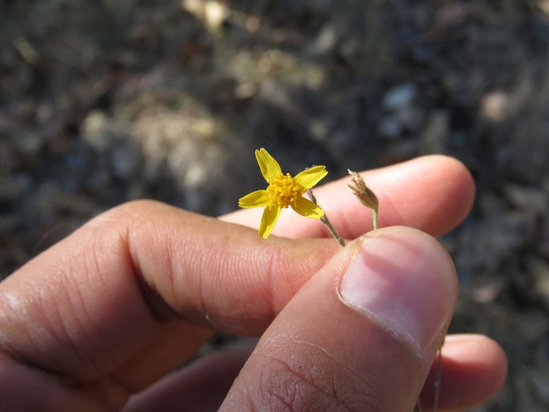 Pectis repens photo 2