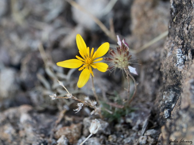 Pectis repens photo 3