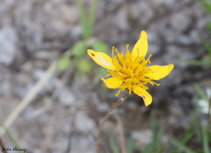 Pectis repens photo 4
