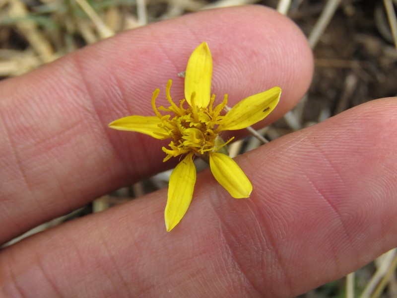 Pectis repens photo 5
