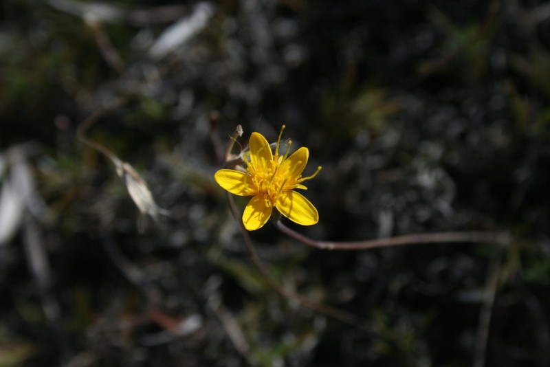 Pectis repens photo 6