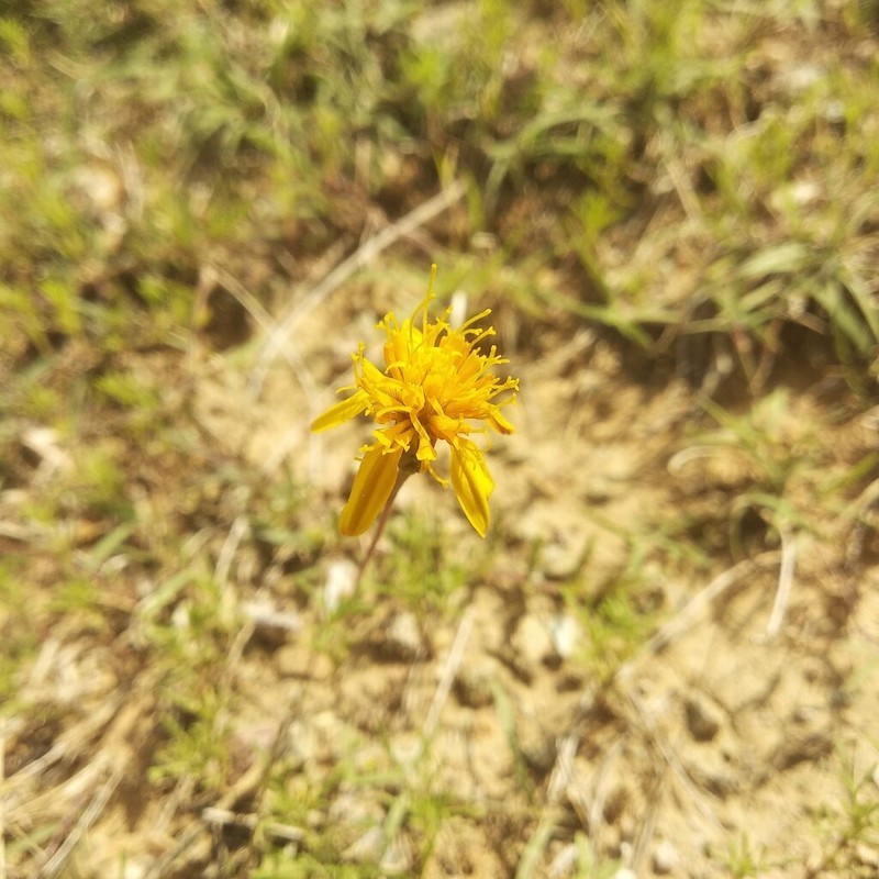 Pectis repens photo 7