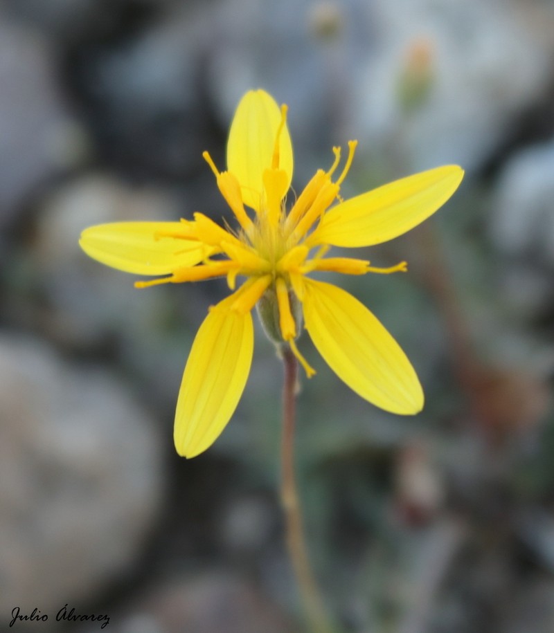 Pectis repens photo 8