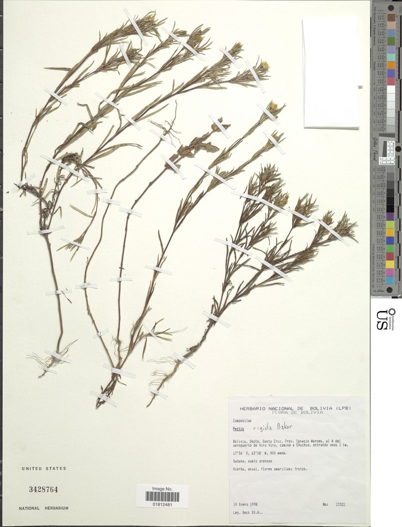 Pectis rigida