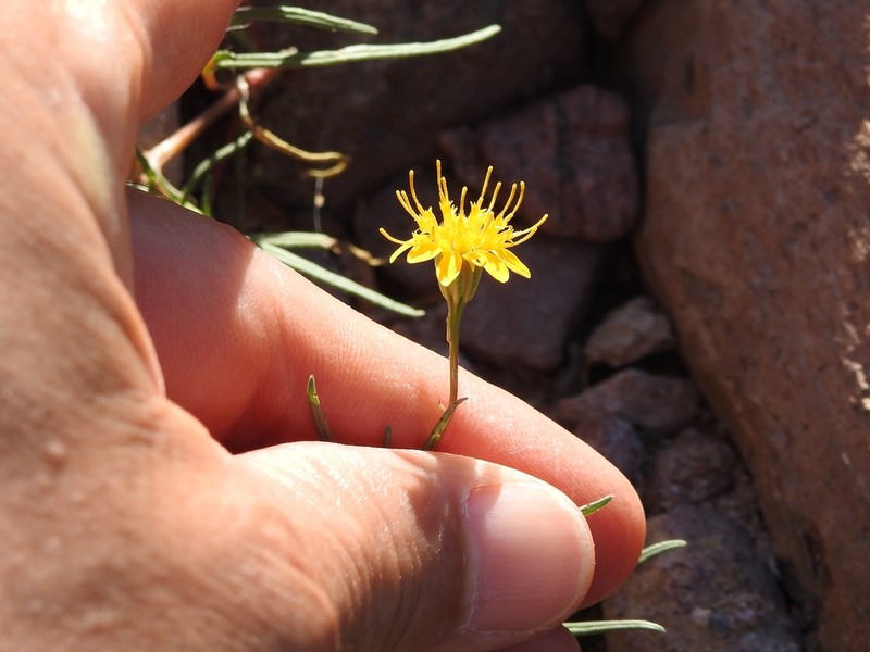 Rusby's Chinchweed photo 2