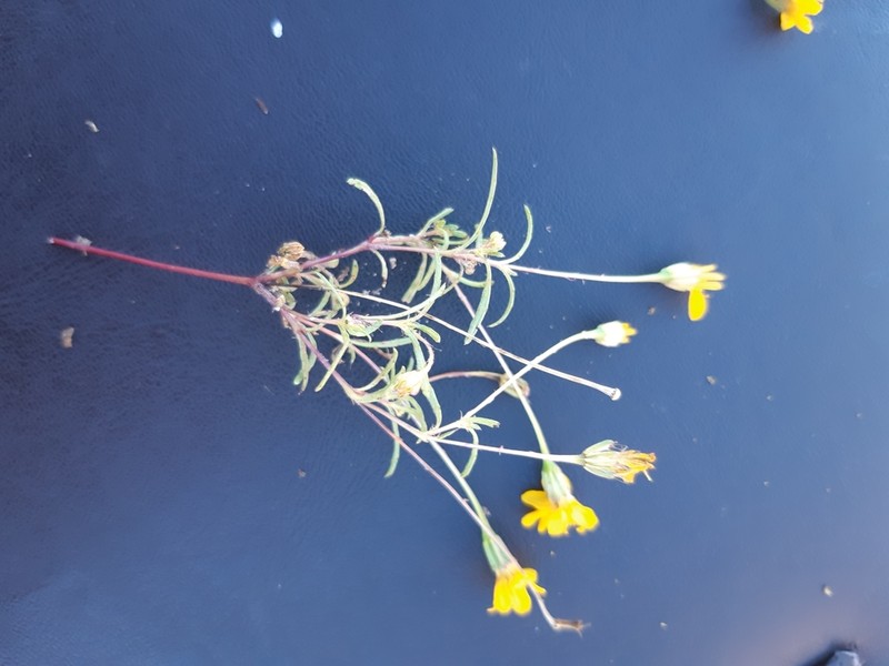 Rusby's Chinchweed photo 4