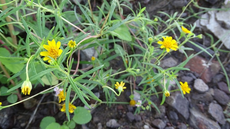 Rusby's Chinchweed photo 5