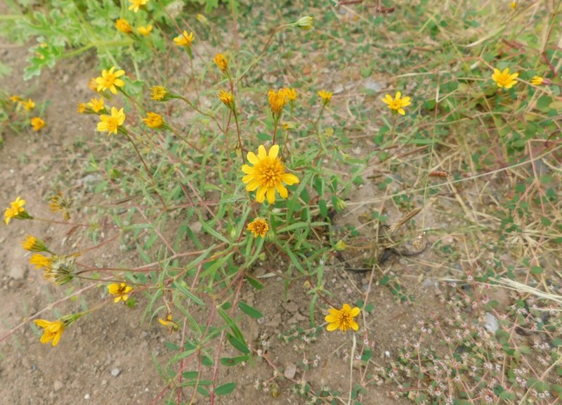 Rusby's Chinchweed photo 6