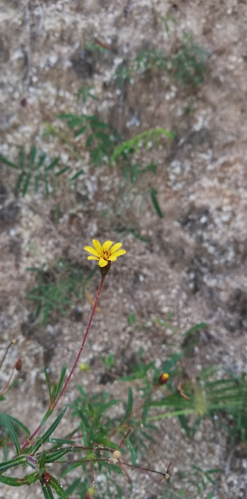 Pectis saturejoides