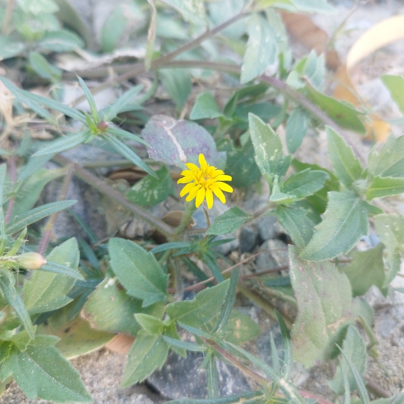 Pectis saturejoides photo 2