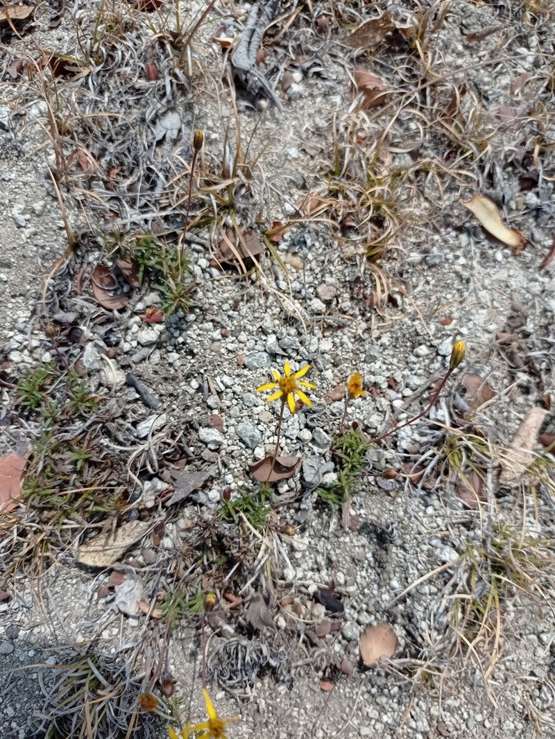 Pectis saturejoides photo 3