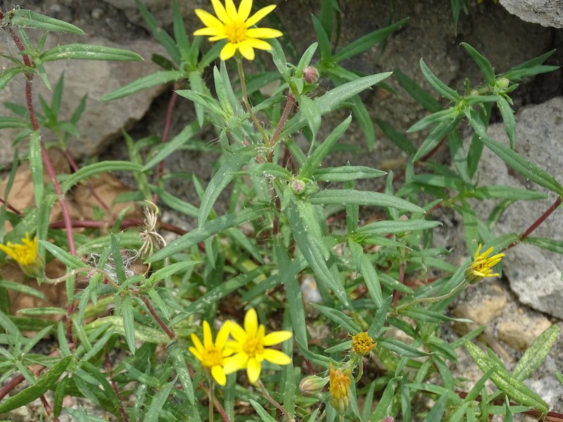 Pectis saturejoides photo 4