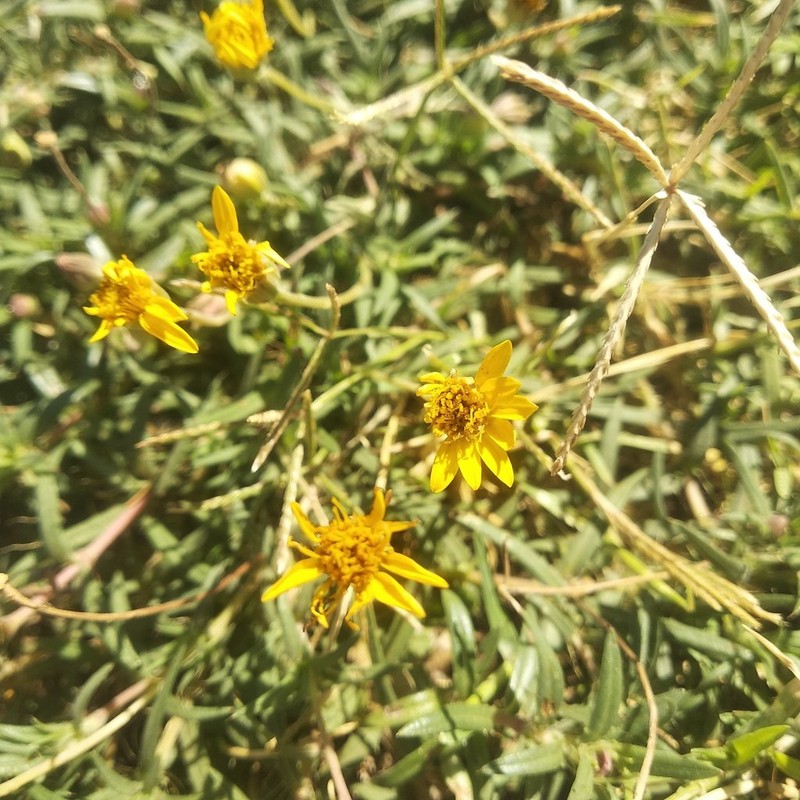 Pectis saturejoides photo 5