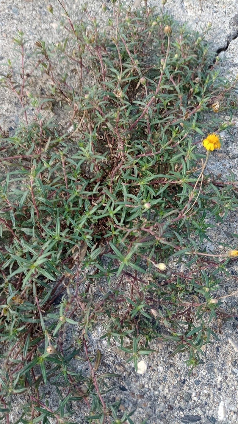 Pectis saturejoides photo 6