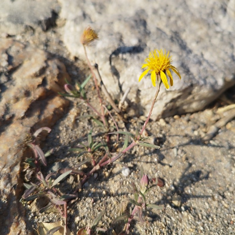 Pectis saturejoides photo 7