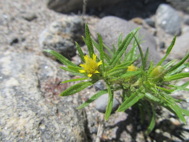 Pectis sessiliflora