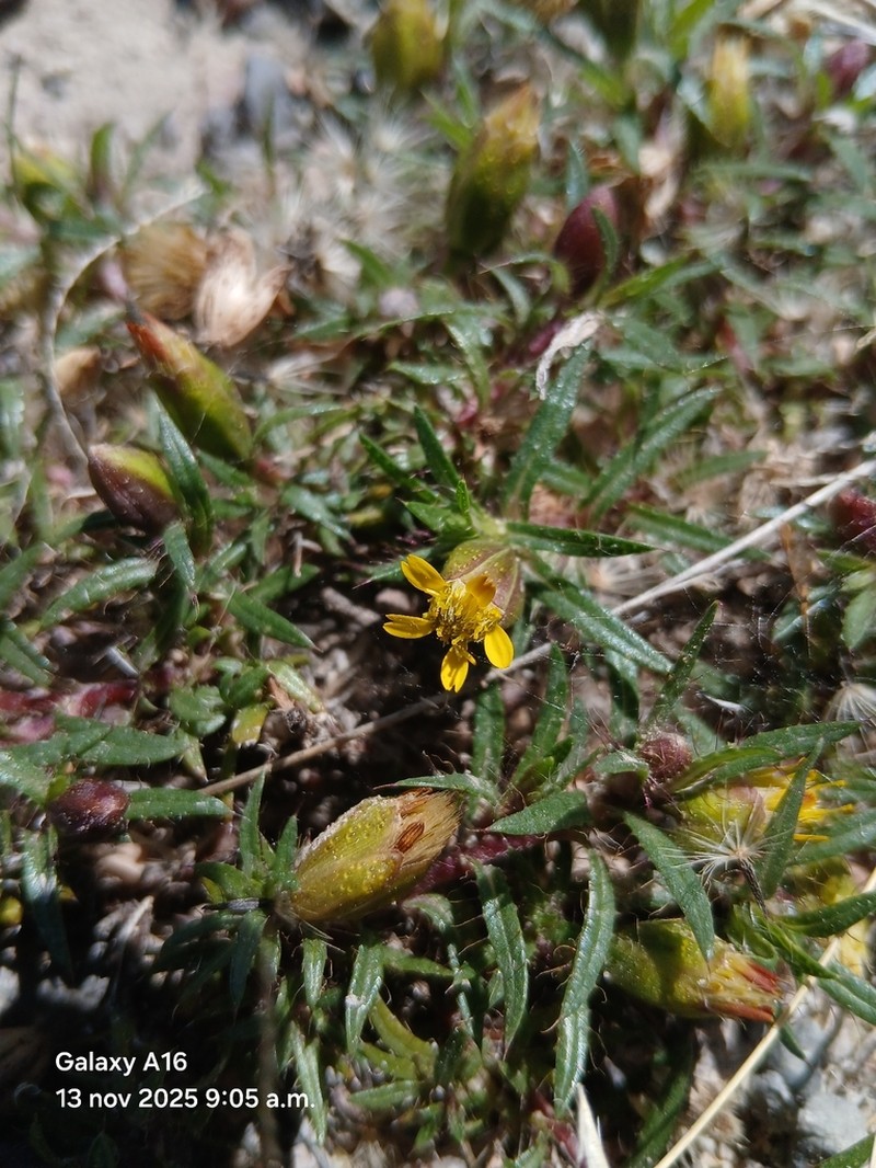 Pectis sessiliflora photo 2