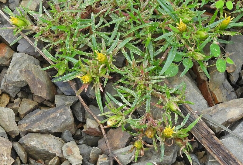 Pectis sessiliflora photo 3