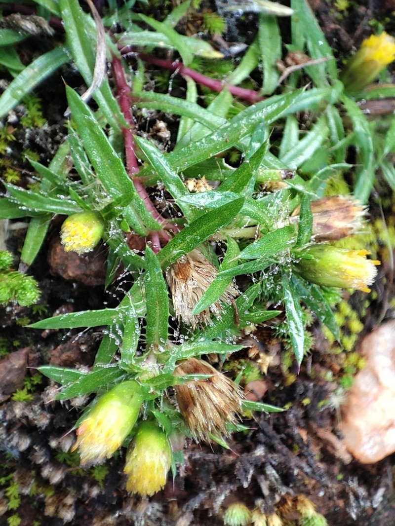 Pectis sessiliflora photo 4