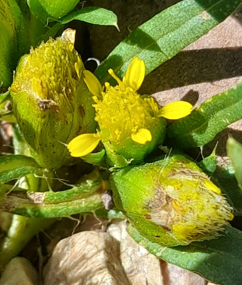 Pectis sessiliflora photo 5