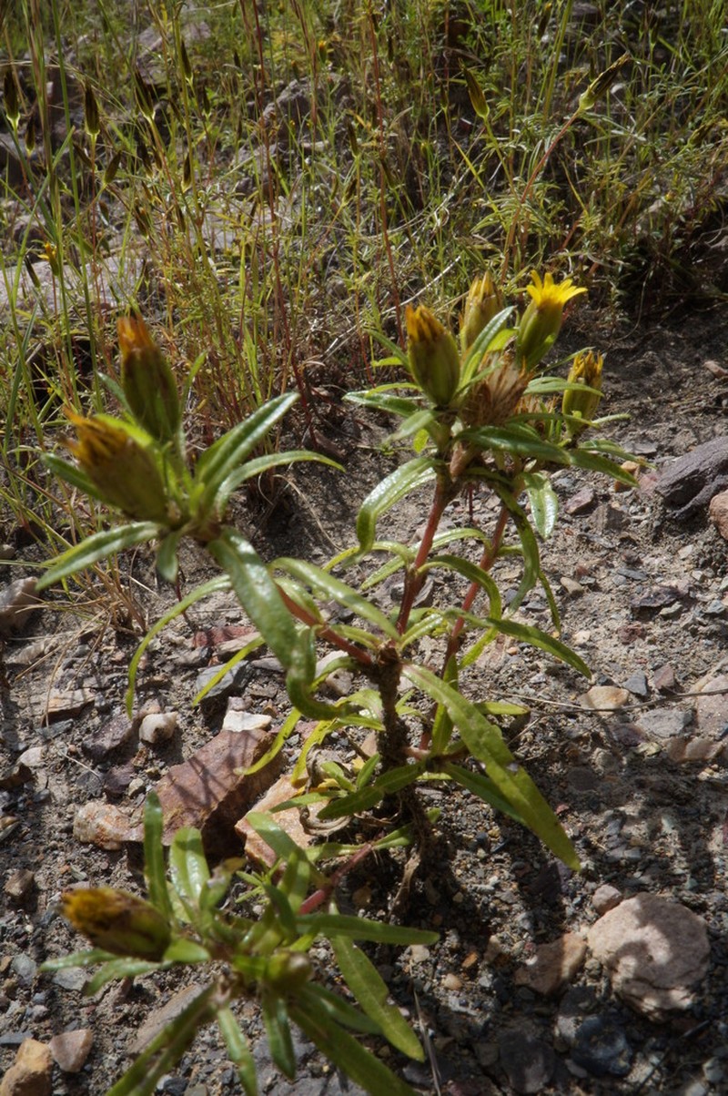 Pectis sessiliflora photo 6